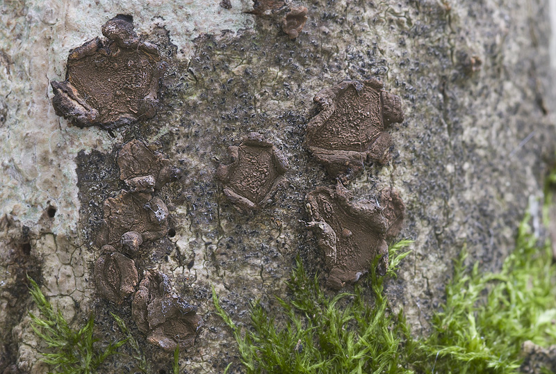 Hypoxylon cercidicola